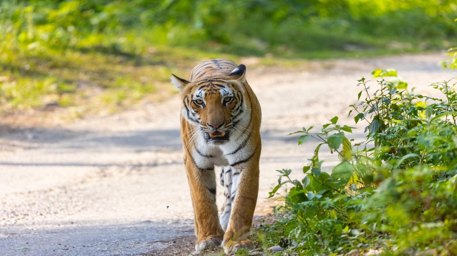 Jim Corbett National Park Travel Guide 2026: Safari Booking, Best Time, Zones & Tour Packages